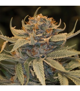 Lost Coast OG  5 u. fem. Humboldt