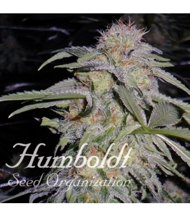 Lost Coast Hashplant  5 u. fem. Humboldt