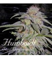 Lost Coast Hashplant  5 u. fem. Humboldt