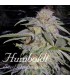 Lost Coast Hashplant 10 u. fem. Humboldt