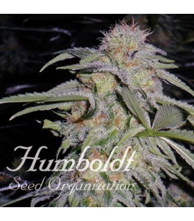 Lost Coast Hashplant 10 u. fem. Humboldt