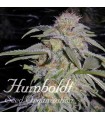 Lost Coast Hashplant 10 u. fem. Humboldt