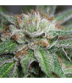 Bubba Kush - Humboldt