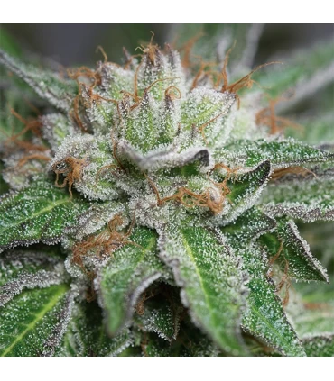 Bubba Kush - Humboldt