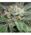 Bubba Kush - Humboldt