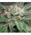 Bubba Kush  5 u. fem. Humboldt
