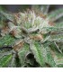 Bubba Kush 10 u. fem. Humboldt