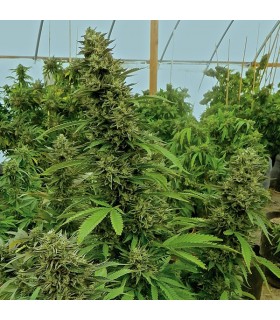 Chemdawg 3 u. Reg. Humboldt (SOLO BAJO PEDIDO)