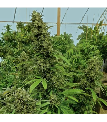 Chemdawg 3 u. Reg. Humboldt (SOLO BAJO PEDIDO)