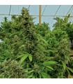 Chemdawg 3 u. Reg. Humboldt (SOLO BAJO PEDIDO)