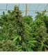 Chemdawg 5 u. Reg. Humboldt (SOLO BAJO PEDIDO)
