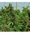 Chemdawg 5 u. Reg. Humboldt (SOLO BAJO PEDIDO)
