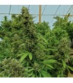 Chemdawg 10 u. Reg. Humboldt (SOLO BAJO PEDIDO)