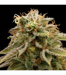 Lemon Thai Kush  3 u. Reg. Humboldt (SOLO BAJO PEDIDO)