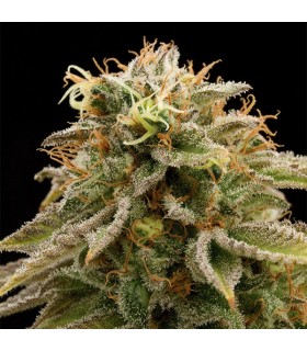 Lemon Thai Kush 5 u. Reg. Humboldt (SOLO BAJO PEDIDO)