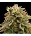 Lemon Thai Kush 5 u. Reg. Humboldt (SOLO BAJO PEDIDO)