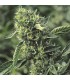 OG kush 3 u. Reg. Humboldt (SOLO BAJO PEDIDO)