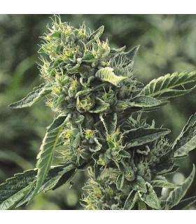 OG kush 3 u. Reg. Humboldt (SOLO BAJO PEDIDO)