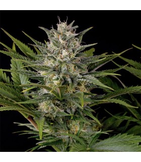 Pineapple Skunk 3 u. Reg. Humboldt (SOLO BAJO PEDIDO)