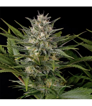 Pineapple Skunk 3 u. Reg. Humboldt (SOLO BAJO PEDIDO)