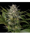 Pineapple Skunk 3 u. Reg. Humboldt (SOLO BAJO PEDIDO)