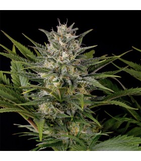 Pineapple Skunk 5 u. Reg. Humboldt (SOLO BAJO PEDIDO)