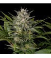 Pineapple Skunk 10 u. Reg. Humboldt (SOLO BAJO PEDIDO)