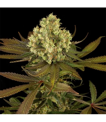 +Sour Blueberry 3 u. Reg. Humboldt (SOLO BAJO PEDIDO)