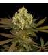 Sour Blueberry 10 u. Reg. Humboldt (SOLO BAJO PEDIDO)
