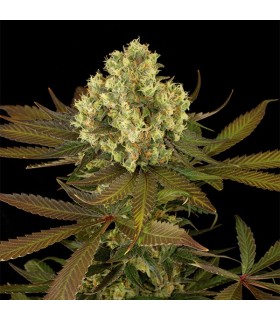 Sour Blueberry 10 u. Reg. Humboldt (SOLO BAJO PEDIDO)