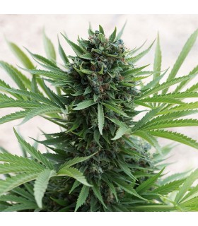 Sour Diesel n2 3 u. Reg. Humboldt (SOLO BAJO PEDIDO)