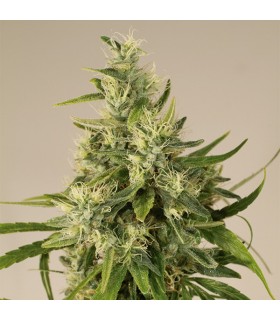 Trainwreck 3 u. Reg. Humboldt (SOLO BAJO PEIDDO)