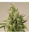 Trainwreck 3 u. Reg. Humboldt (SOLO BAJO PEIDDO)
