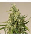 Trainwreck 10 u. Reg. Humboldt (SOLO BAJO PEDIDO)