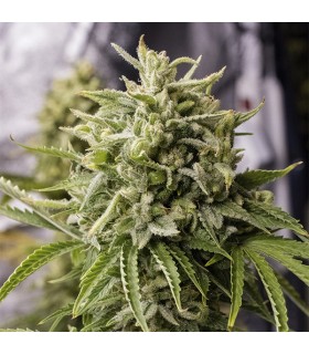 Bubba Kush 3 u. reg. Humboldt (SOLO BAJO PEDIDO)
