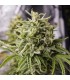 Bubba Kush 10 u. reg. Humboldt (SOLO BAJO PEDIDO)