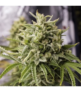 Bubba Kush 10 u. reg. Humboldt (SOLO BAJO PEDIDO)
