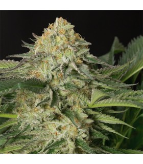 Lemon Garlic OG 10 u. fem. Humboldt