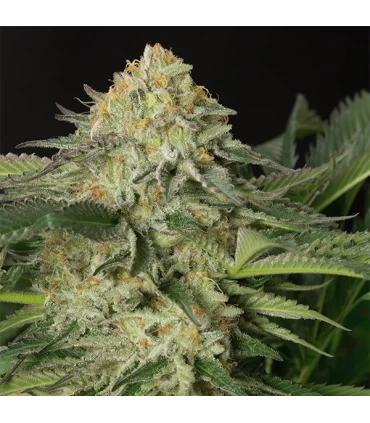 Lemon Garlic OG 10 u. fem. Humboldt