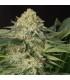 Lemon Garlic OG  5 u. fem. Humboldt