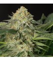Lemon Garlic OG  5 u. fem. Humboldt