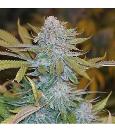 Chocolate Mint OG  5 u. fem. Humboldt