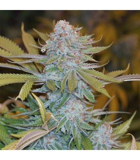 Chocolate Mint OG - Humboldt