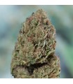 Blueberry Headband 10 u. fem. Humboldt