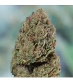 Blueberry Headband  5 u. fem. Humboldt