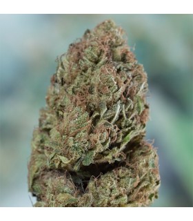 Blueberry Headband - Humboldt