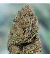 Blueberry Headband - Humboldt