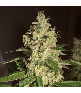 Raspberry Diesel 10 u. fem. Humboldt
