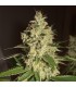 Raspberry Diesel  5 u. fem. Humboldt