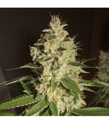 Raspberry Diesel  5 u. fem. Humboldt